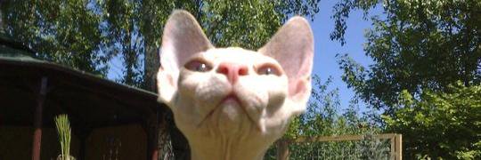 nicole habets. banner