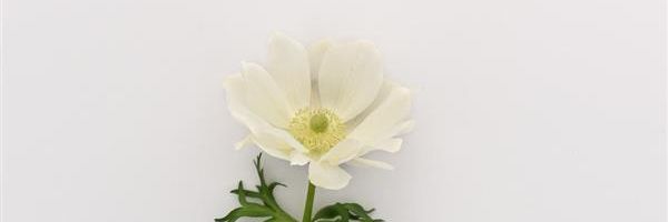 LisaWhite4's profile banner image