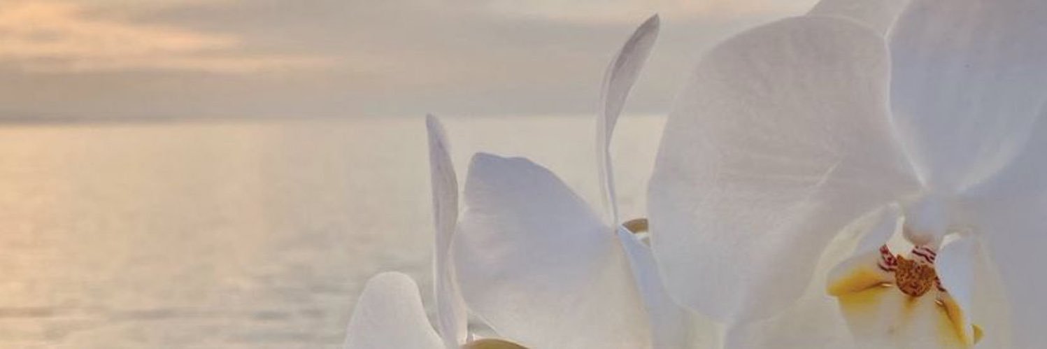 mervesecgn's profile banner image