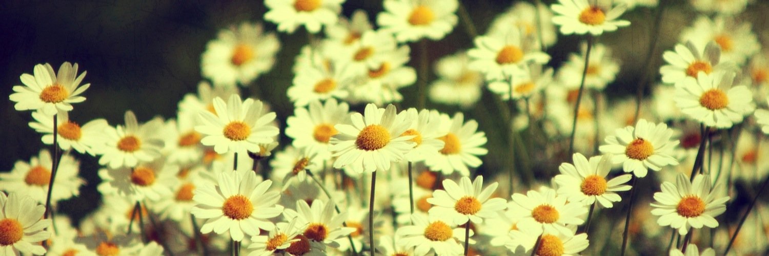 daisysdream1's profile banner image
