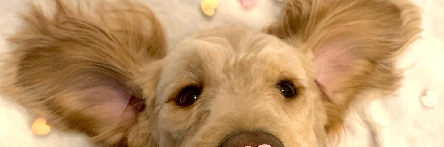 samnella16's profile banner image