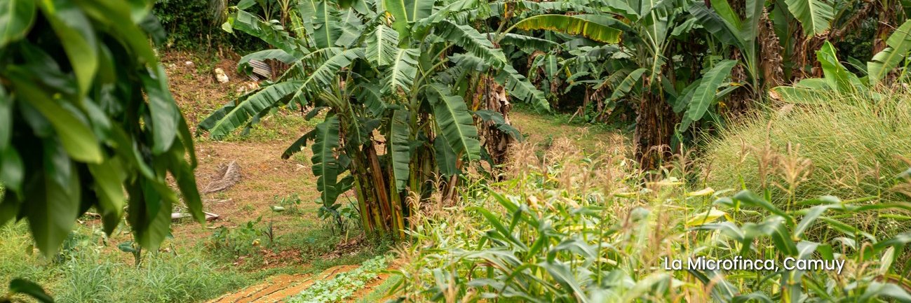 Caribbean ClimateHub banner