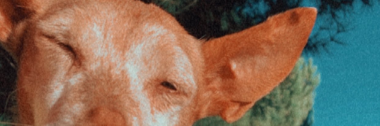 laurii99_'s profile banner image