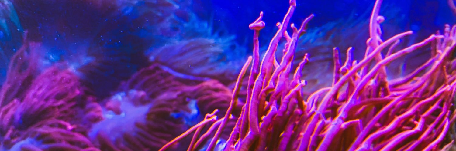 CCMarineScience's profile banner image
