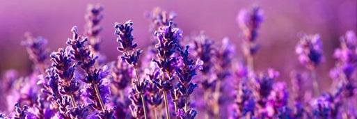 Oiling2Wellness's profile banner image