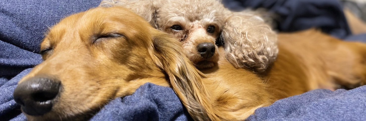 麵ヘラゆち banner