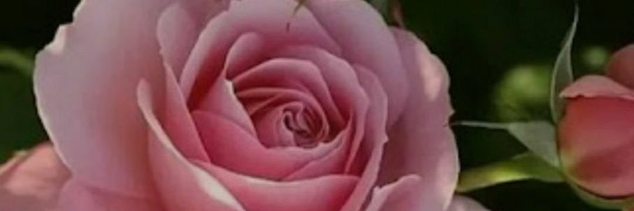 🤍🇸🇦خفايا جروح💚 banner