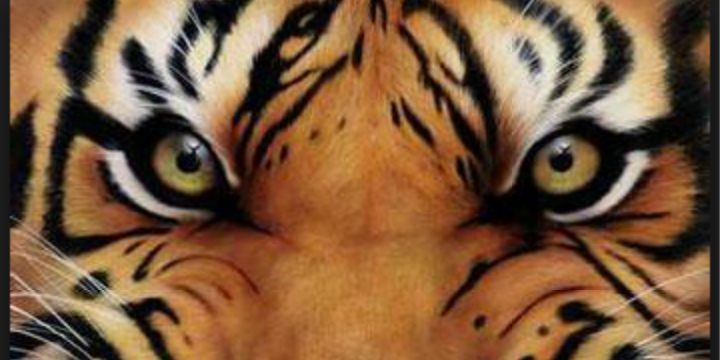 BCTIGERSFC's profile banner image