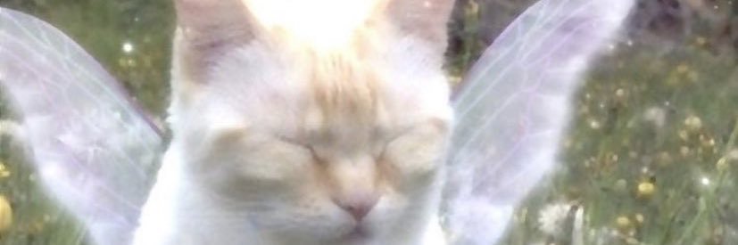 tevanz94's profile banner image