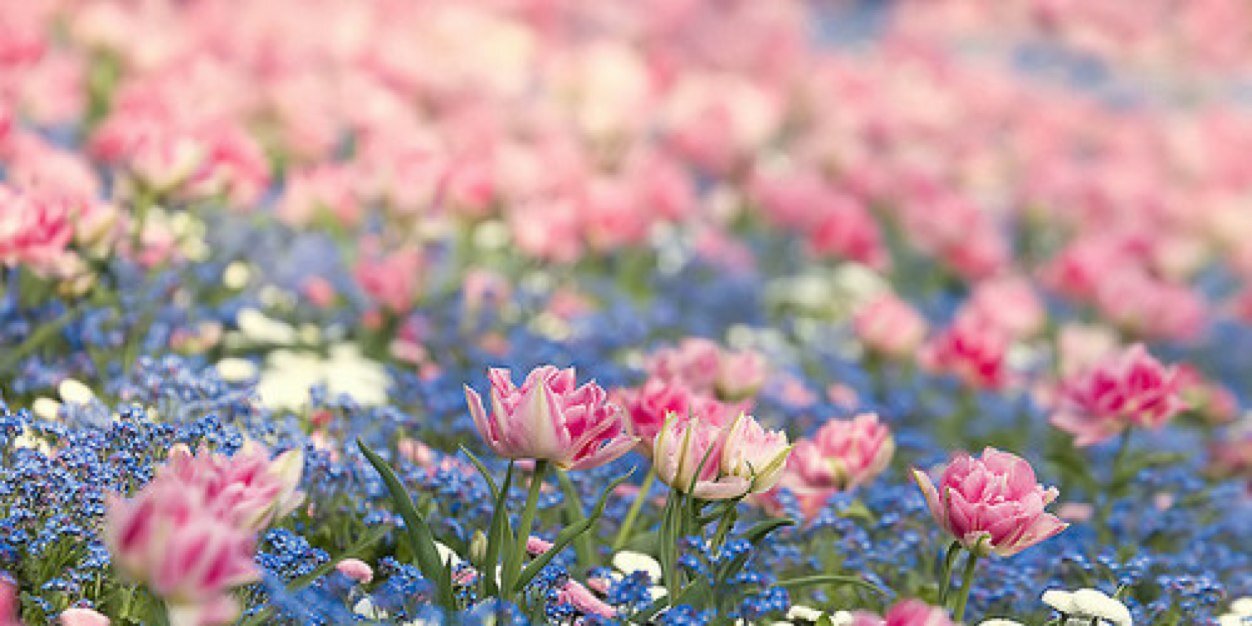 Raghad_Rashed's profile banner image
