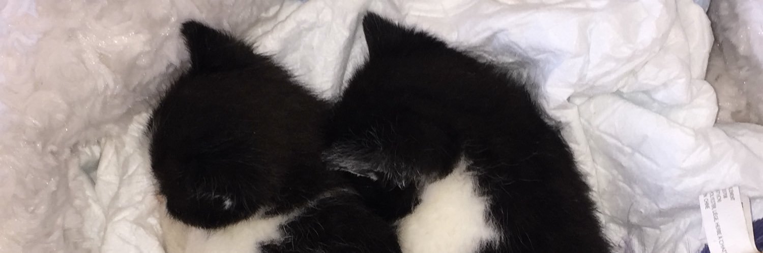 Lauromora73's profile banner image