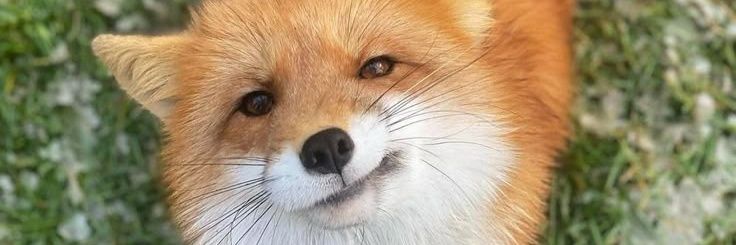 TobyFox1214's profile banner image
