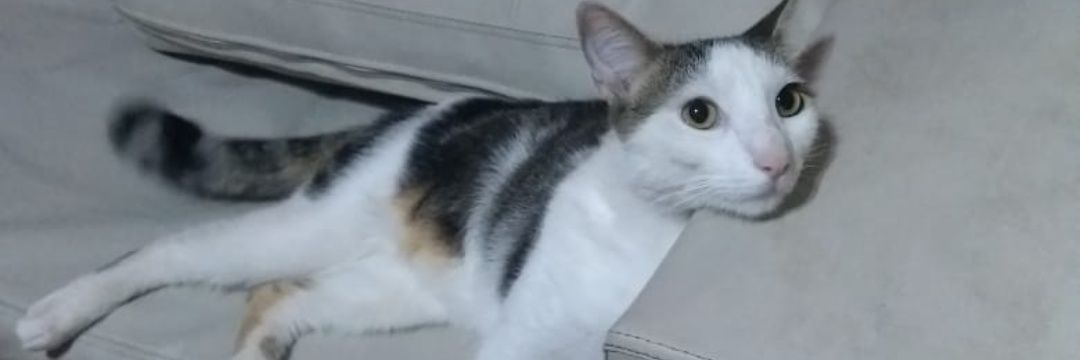 PablooBruni1's profile banner image