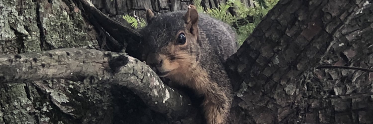 EstobanRobinson's profile banner image
