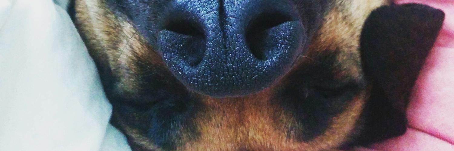 Morgansam's profile banner image