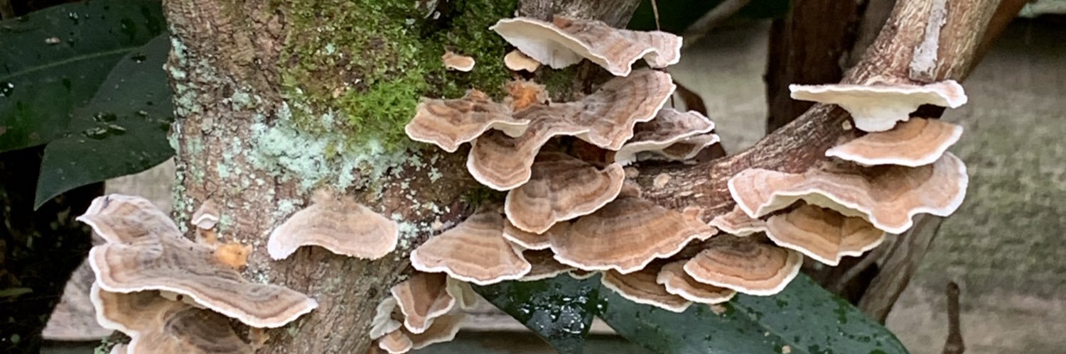 Phill Shaw Comedian banner