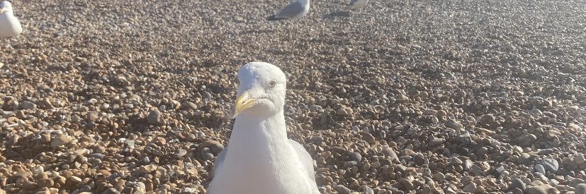 Lou 🥳 🌚 banner