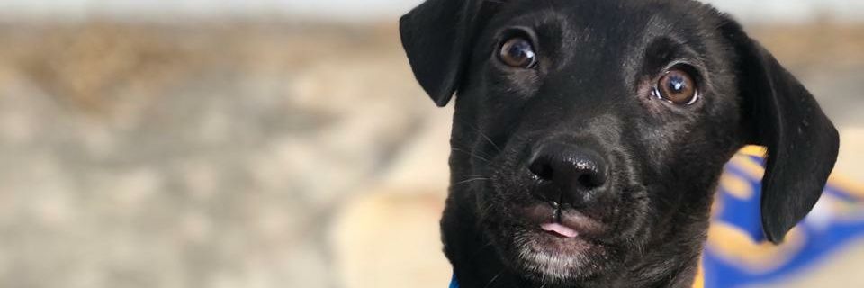 Orymondillo's profile banner image