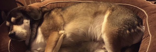 pigwithwings Profile Banner