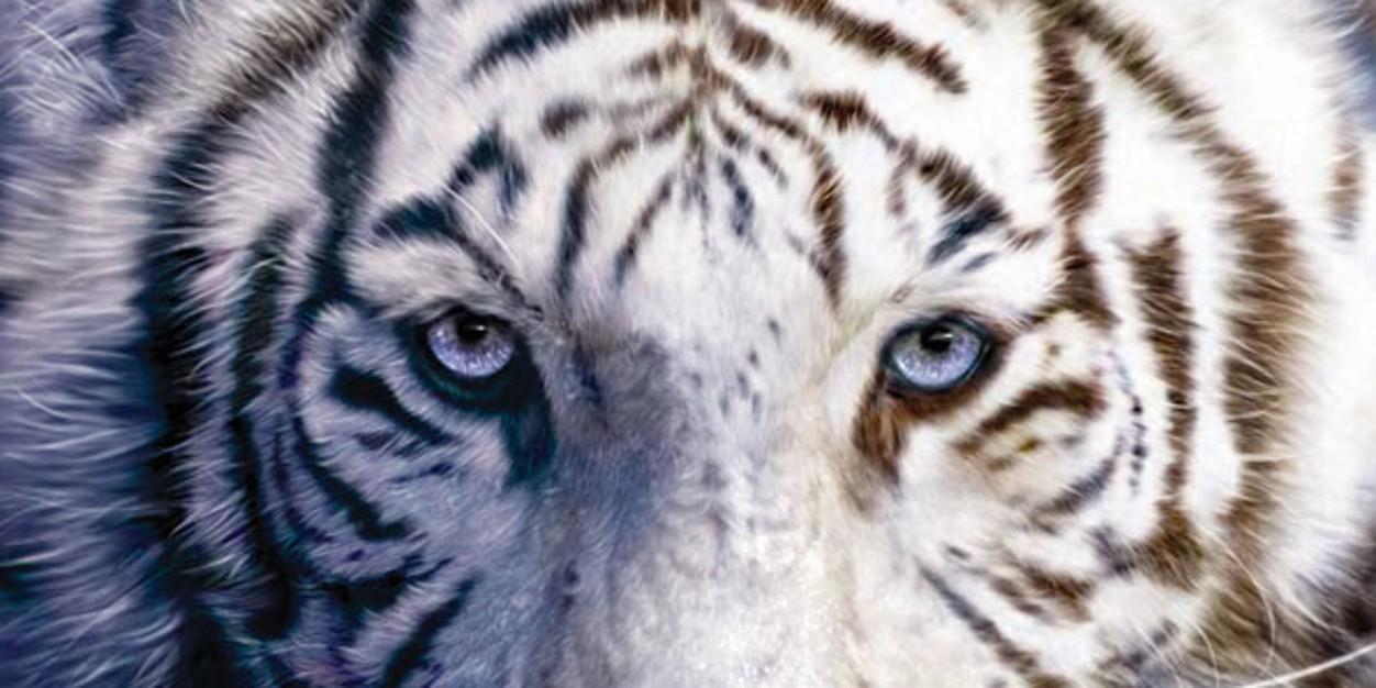 infosecti's profile banner image