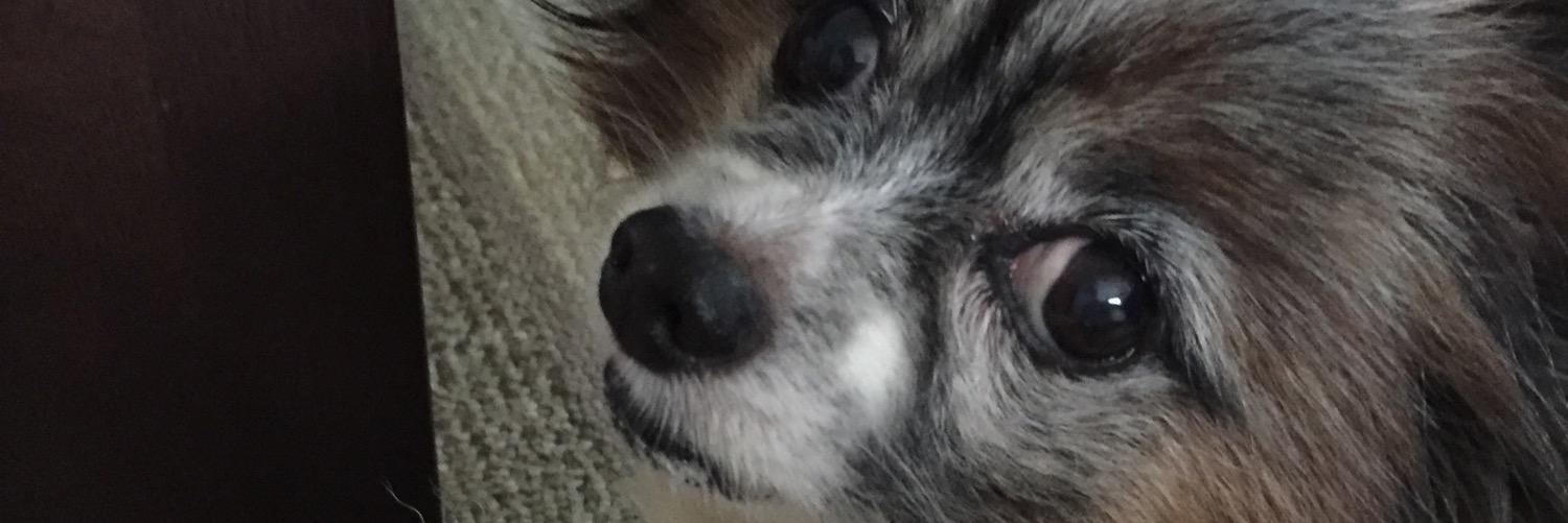 rikispapa's profile banner image