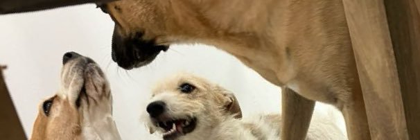 fentatilio's profile banner image