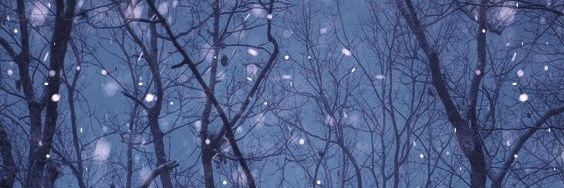 loris banner