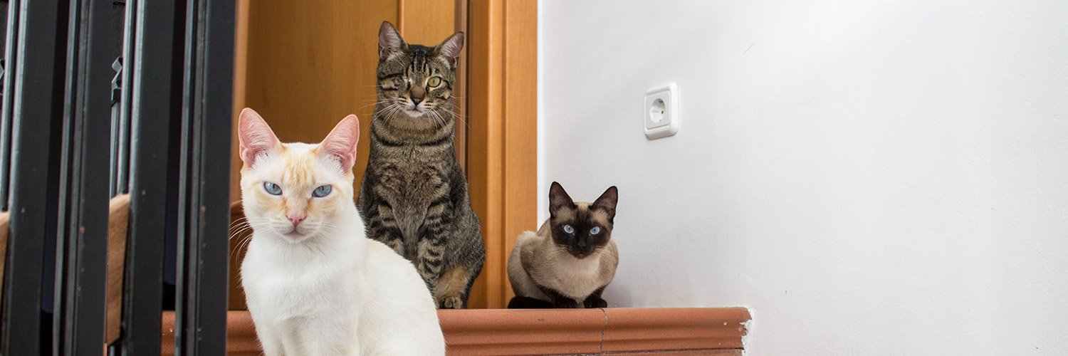 JaxLilliMilo's profile banner image
