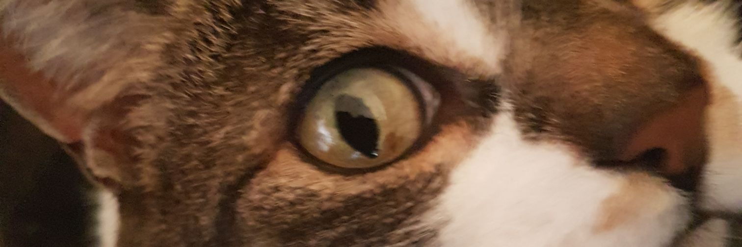 jinxfatkitty's profile banner image