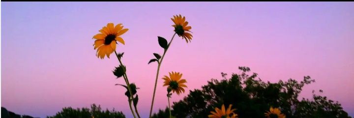 Virgo🐣 banner