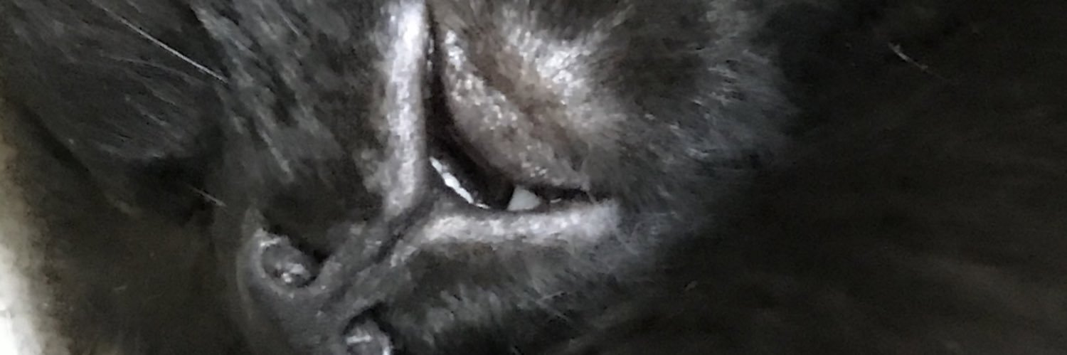 felwox's profile banner image