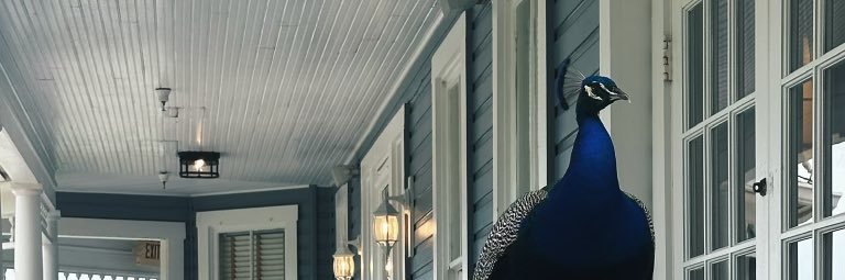 tihanaha's profile banner image