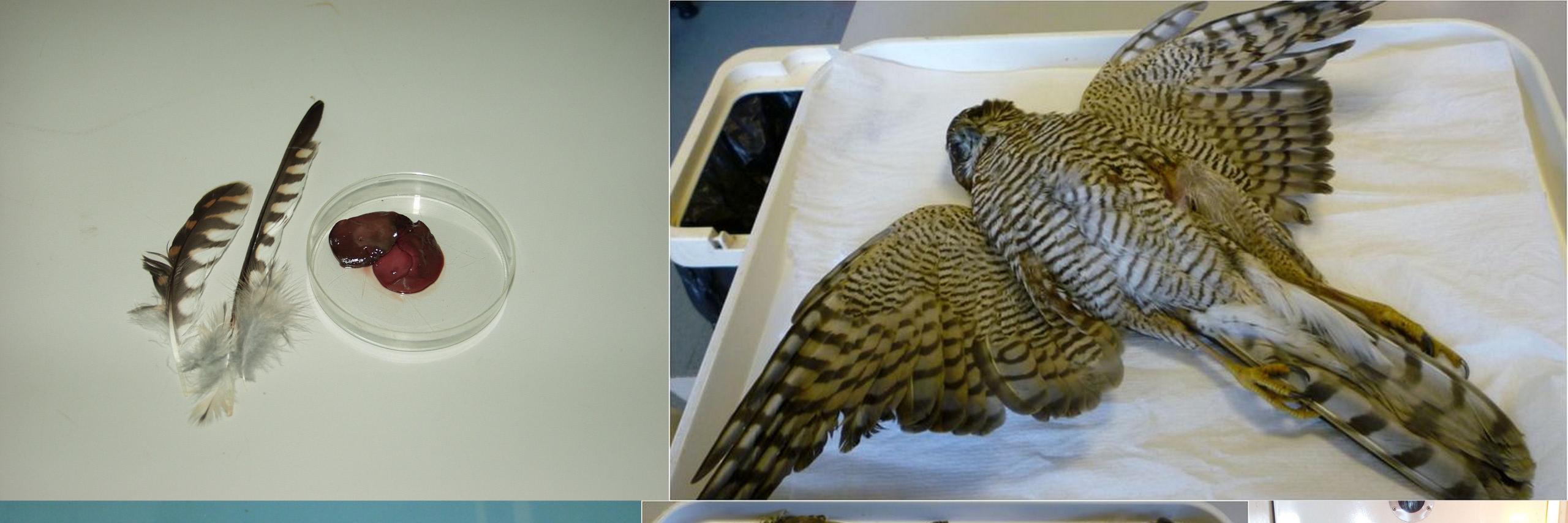 Predatory Bird Monitoring Scheme (PBMS) banner