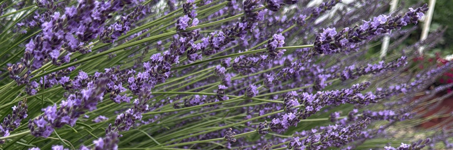 lithophyteiris's profile banner image