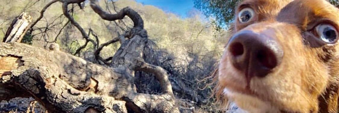 schevestrijder's profile banner image