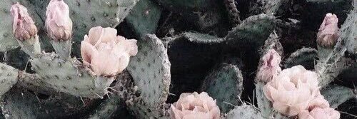 SolmayanKaktus's profile banner image