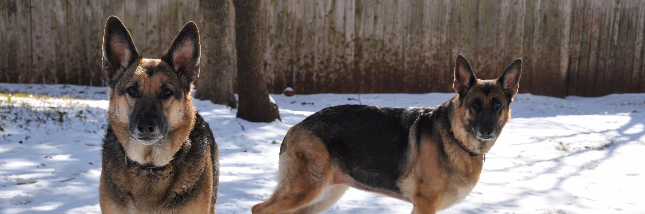 Very Bitey Di 🐕‍🦺 banner