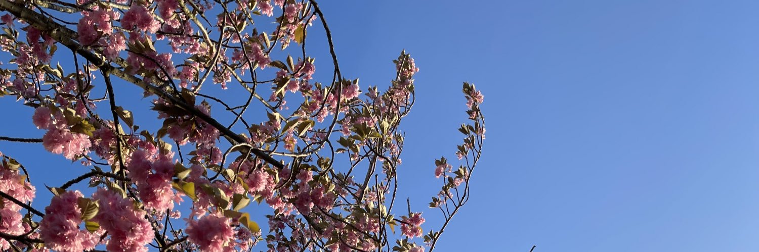 zozoleroux's profile banner image