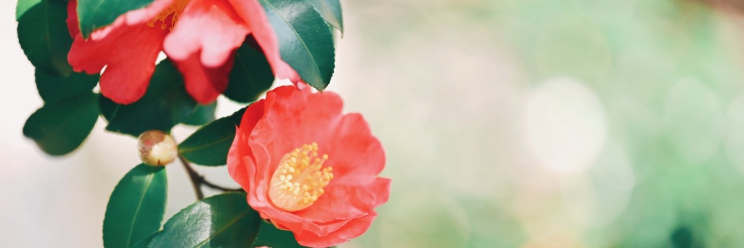 cshee_'s profile banner image