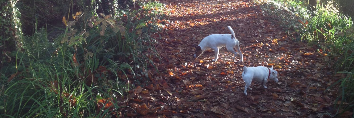 Fergus Harrold banner