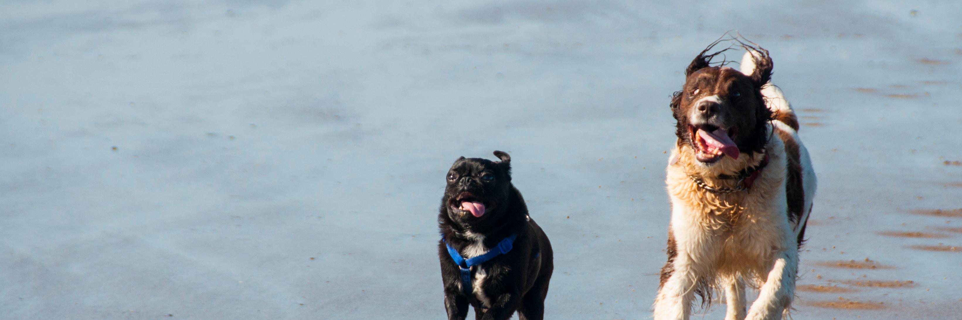 Puppy_Lo's profile banner image