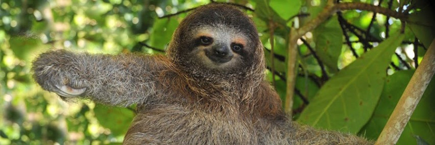 Rapey The Sloth (@sloth_official_) | Twitter