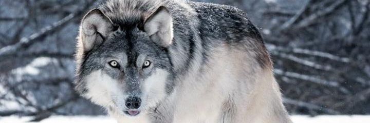OliveiirahM's profile banner image