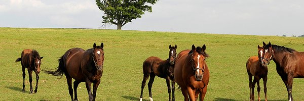 BH_AEberhardt Profile Banner