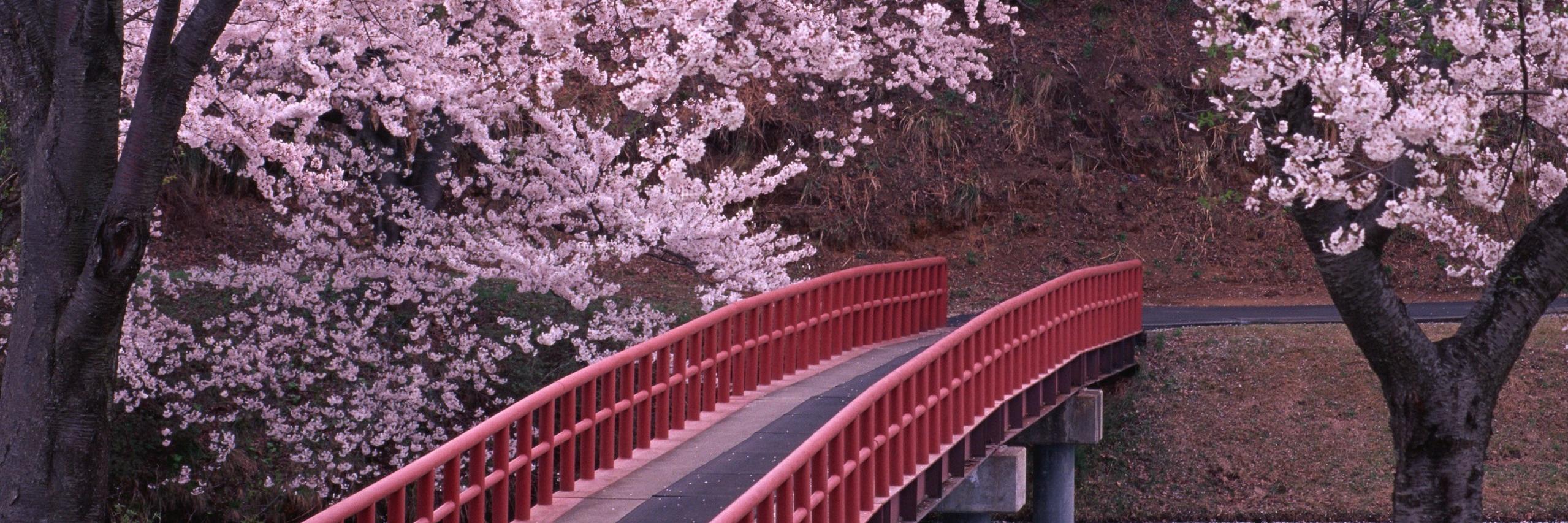 Melis_acn's profile banner image