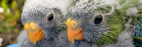 teamswiftparrot Profile Banner