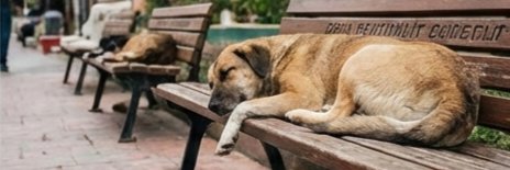 El derecho a la vida es igual a todo ser viviente. banner