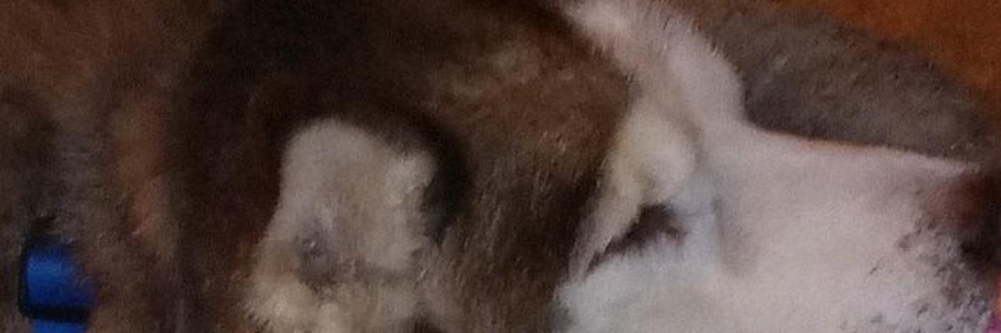LongneckHD's profile banner image