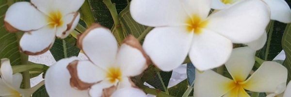 DisPlayProblems Profile Banner