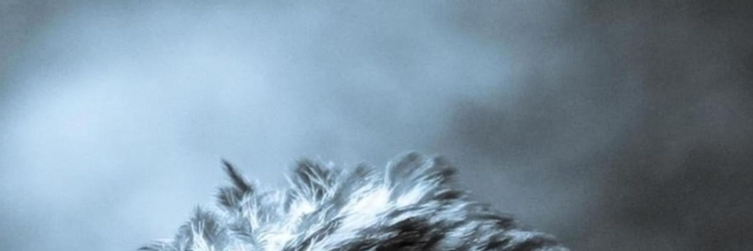 Koryun2001's profile banner image